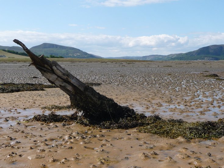 Remains of Embo fishing fleet at Loch Fleet