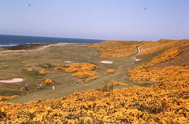 Gorse in full bloom