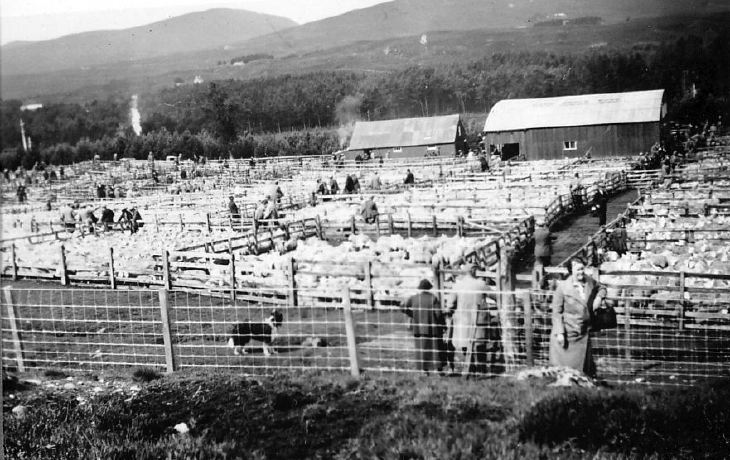 Lairg Sheep Sales