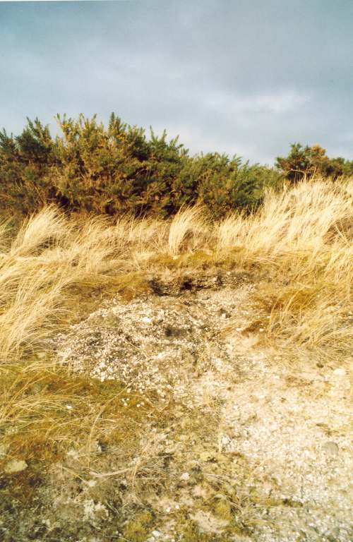 Shell Midden