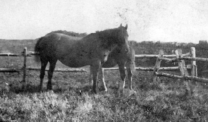 Mare and foal at Pitgrudy