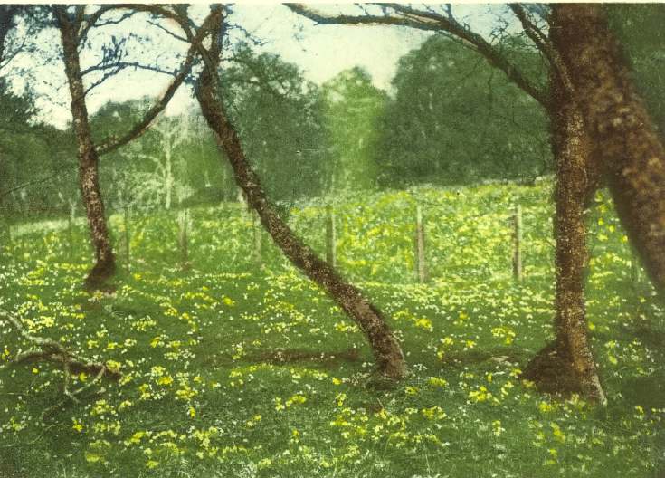 More Fairy Glen primroses photograph by Louise Carnegie