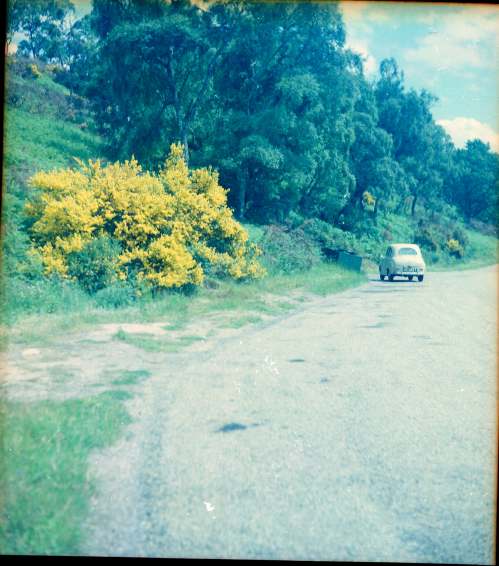 Gorse in bloom