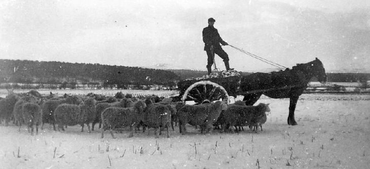 Man feeding sheep
