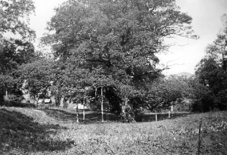 Wooded landscape