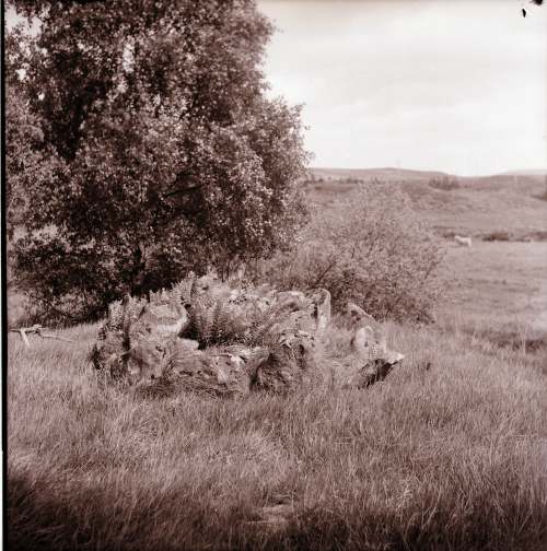 Collection of negatives belonging to Miss K. L. Lyon