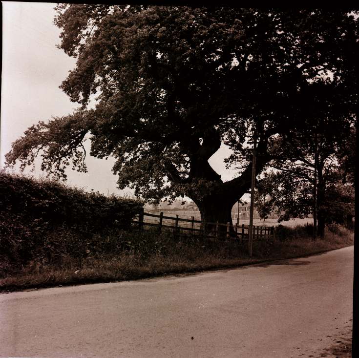 Collection of negatives belonging to Miss K. L. Lyon
