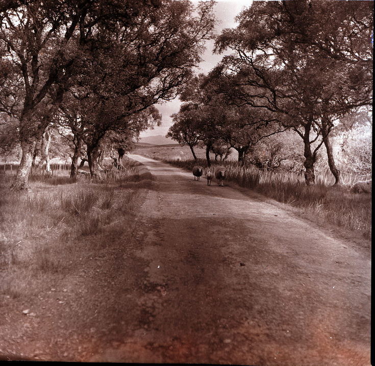 Collection of negatives belonging to Miss K. L. Lyon