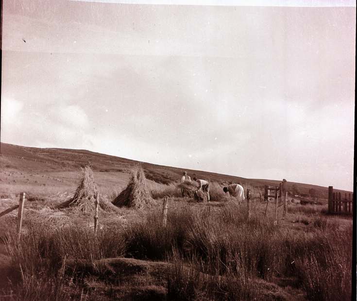 Haymaking ~ Collection of negatives belonging to Miss K. L. Lyon