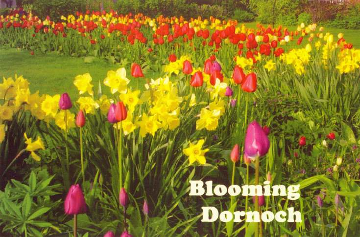 Furness Postcard Collection - Floral Display Dornoch