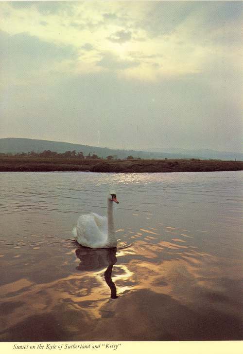 Furness Postcard Collection - Swan on Kyle of Sutherland