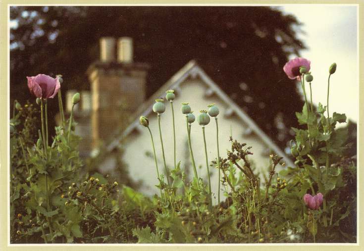 Furness Postcard Collection - Poppies in a house garden