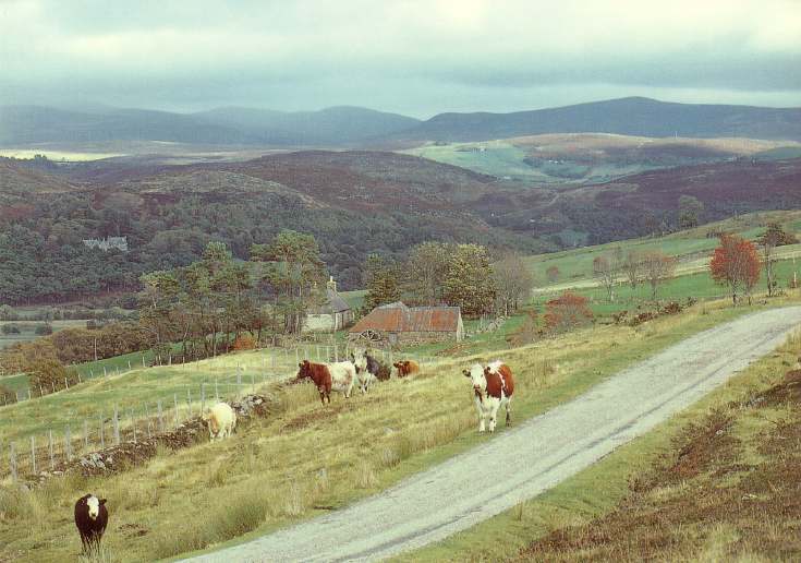 Furness Postcard Collection - Rogart