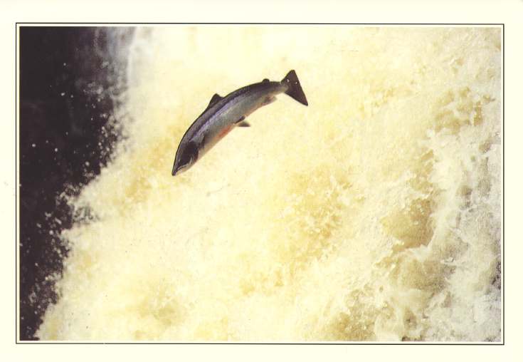 Furness Postcard Collection - Salmon leaping the Falls of Shin