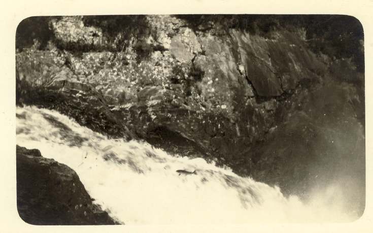 Furness Postcard Collection - Salmon leaping the Falls of Shin