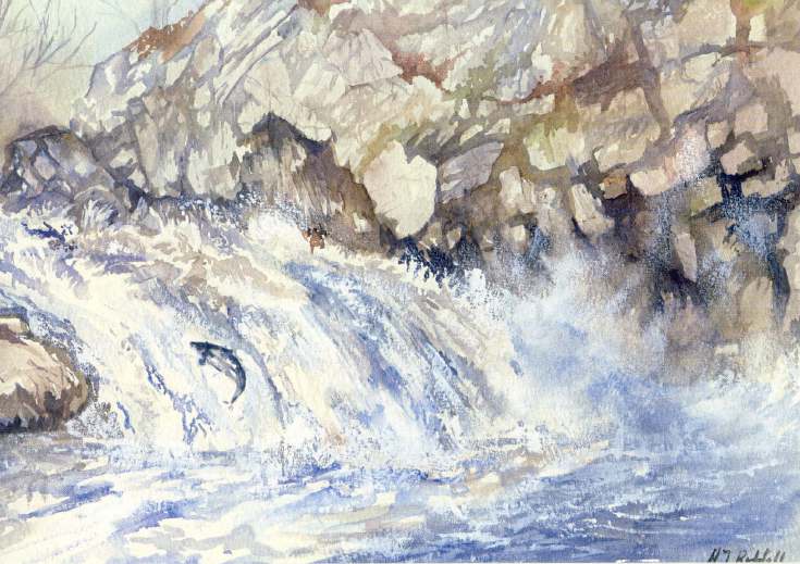 Furness Postcard Collection - Drawing of a salmon leaping the Shin Falls