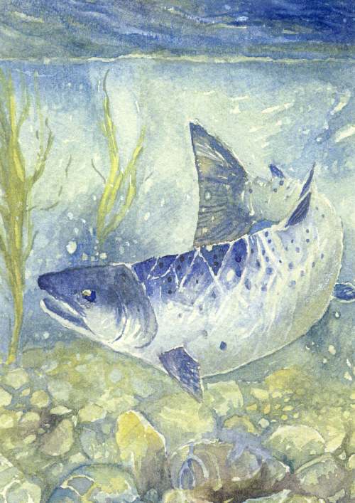 Furness Postcard Collection - Drawing of a salmon underwater