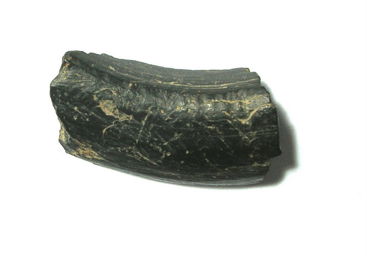 Tain Archaeology Group fieldwalking finds Evelix