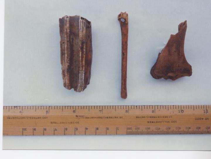 Horse bones Embo