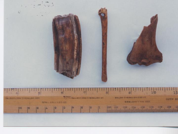 Embo Horse Bones