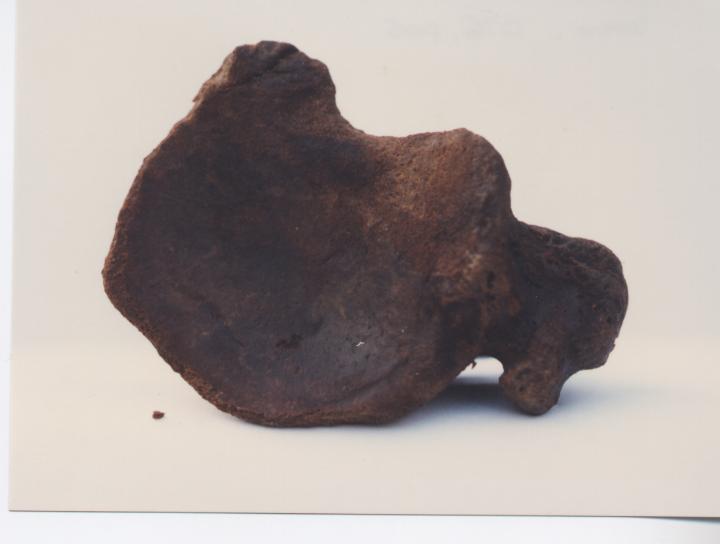 Horse bone