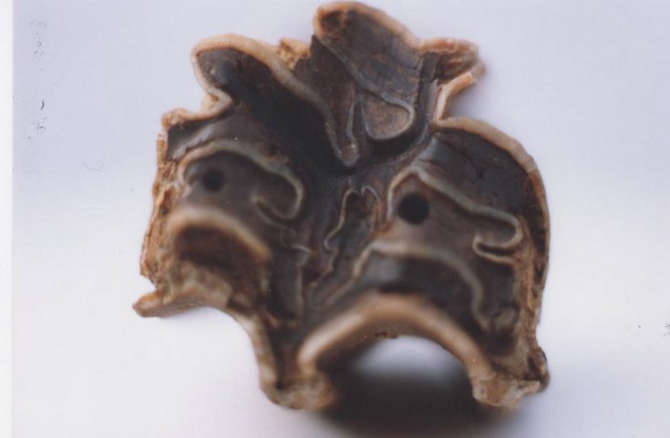 Horse bone
