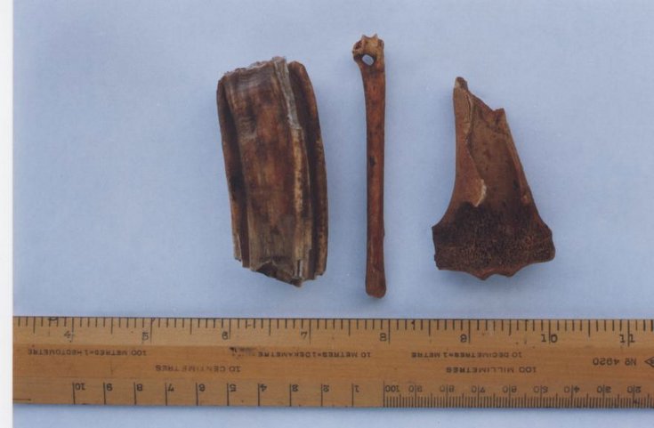 Horse bones