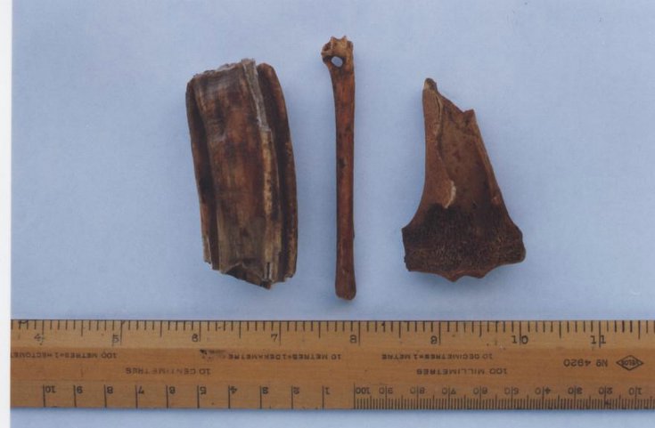 Horse bones