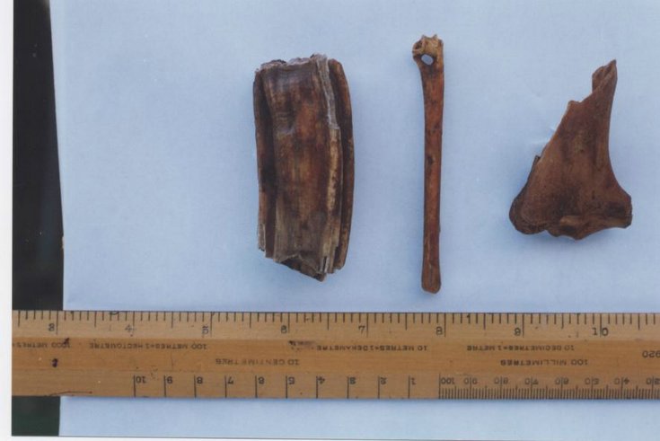 Horse bones from Embo