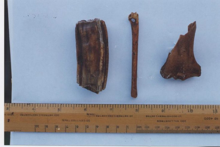 Horse bones