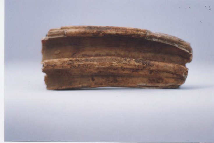 Horse bone