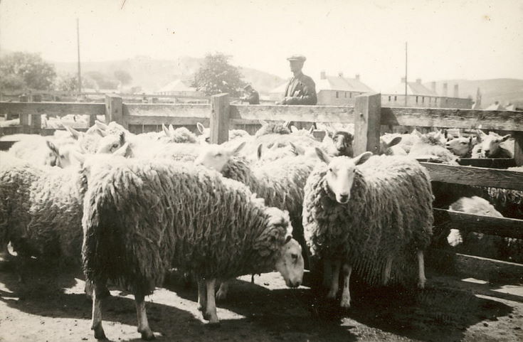 Sheep