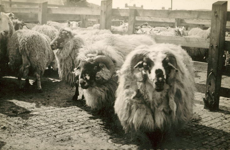 Sheep