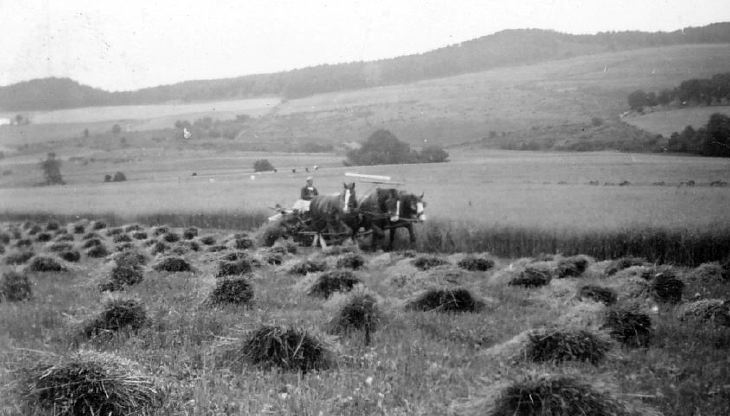 Horse drawn harvesting