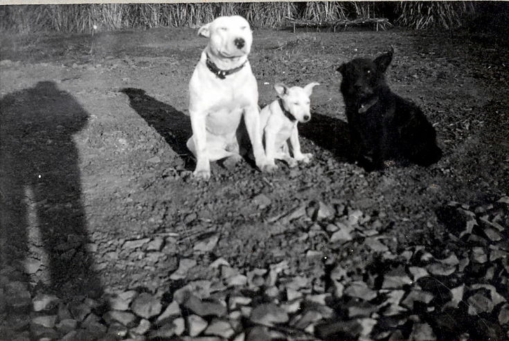 Three of Thomas Hardie's dogs