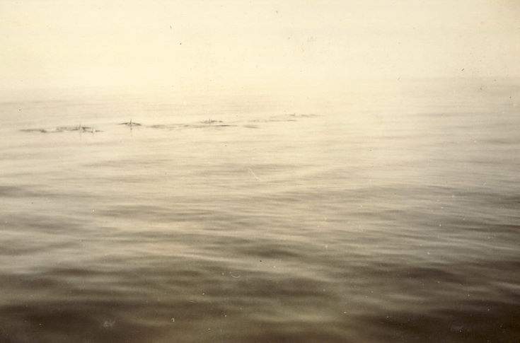 Dolphins