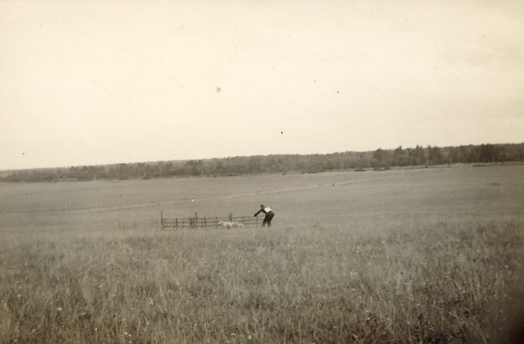Sheep trials