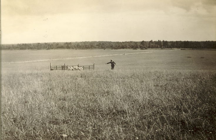 Sheep Trial Competitor
