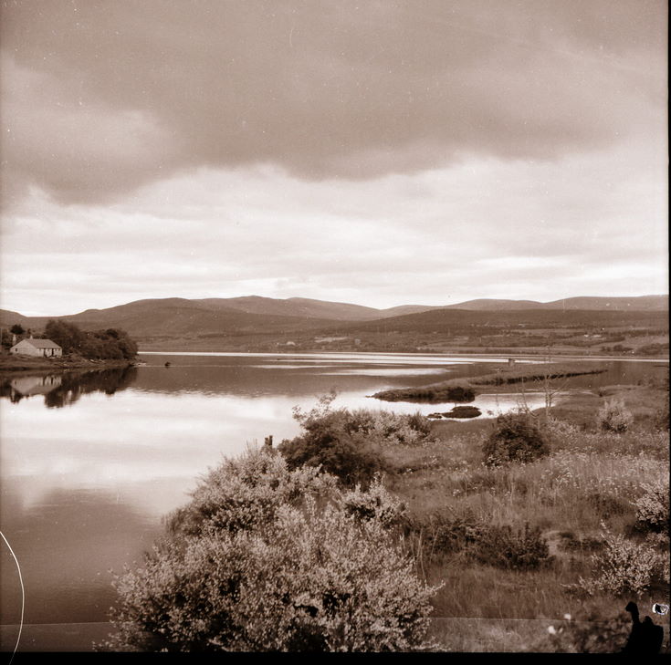 Wild Cherry ~ Collection of negatives belonging to Miss K. L. Lyon