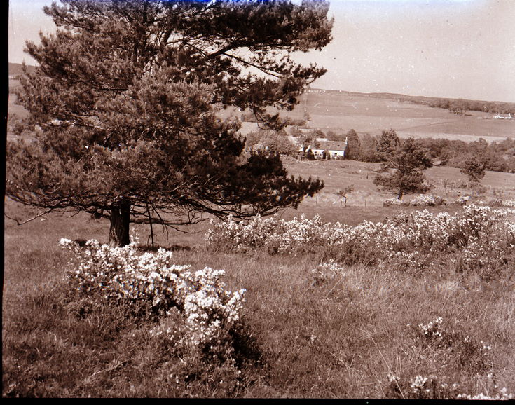 ? Aisdens flower and tree ~ Collection of negatives belonging to Miss K. L. Lyon