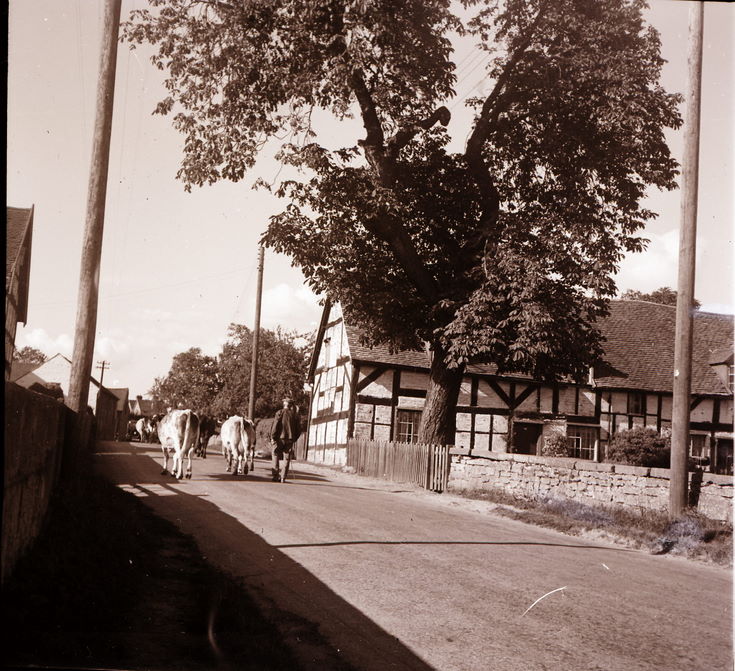 Preston Brockhurst ~ Collection of negatives belonging to Miss K. L. Lyon