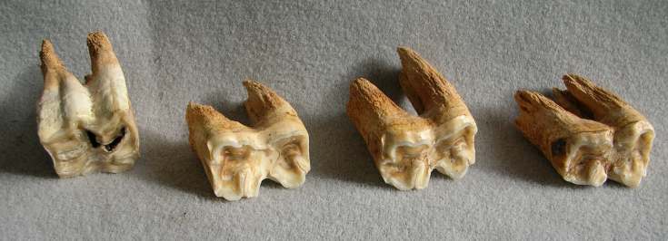 Horse teeth