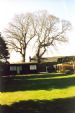 Oldest tree in Dornoch prior to removal 2003