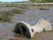 Remains of Embo fishing fleet at Loch Fleet
