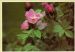 Colour postcards from the Furness Collection of wild flowers