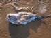 Ray's Bream fish found on Dornoch Beach 25 Dec 09