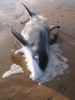 Dolphin washed up on Dornoch Beach Dec 09