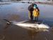White beaked dolphin on Dornoch beach Dec 09